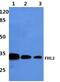 Four And A Half LIM Domains 2 antibody, GTX66765, GeneTex, Western Blot image 