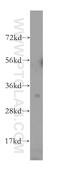 Tetraspanin 15 antibody, 10460-1-AP, Proteintech Group, Western Blot image 