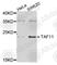 TATA-Box Binding Protein Associated Factor 11 antibody, A7934, ABclonal Technology, Western Blot image 