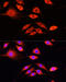 Serpin Family A Member 10 antibody, 19-451, ProSci, Immunofluorescence image 