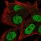 Ras Related GTP Binding D antibody, PA5-67003, Invitrogen Antibodies, Immunofluorescence image 