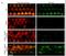 USH1 Protein Network Component Harmonin antibody, NBP1-89189, Novus Biologicals, Immunohistochemistry paraffin image 