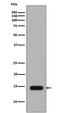 Histone Cluster 2 H2A Family Member A4 antibody, P30931, Boster Biological Technology, Western Blot image 