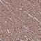 Transmembrane protein 92 antibody, PA5-64084, Invitrogen Antibodies, Immunohistochemistry frozen image 