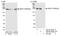 Thyroid Hormone Receptor Interactor 11 antibody, NB100-59836, Novus Biologicals, Western Blot image 