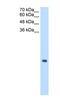 Mitochondrial Ribosomal Protein S12 antibody, NBP1-54647, Novus Biologicals, Western Blot image 
