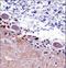 Septin 5 antibody, LS-C168970, Lifespan Biosciences, Immunohistochemistry paraffin image 