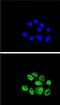 Exonuclease 1 antibody, PA5-12501, Invitrogen Antibodies, Immunofluorescence image 