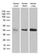 Alpha-2-Glycoprotein 1, Zinc-Binding antibody, LS-C796281, Lifespan Biosciences, Western Blot image 