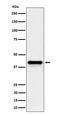 Wnt Family Member 16 antibody, M03606, Boster Biological Technology, Western Blot image 