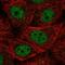 Cyclin-L2 antibody, NBP2-47497, Novus Biologicals, Immunofluorescence image 