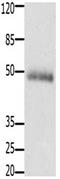 Cholecystokinin B Receptor antibody, orb107515, Biorbyt, Western Blot image 