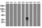 T-cell surface glycoprotein CD1c antibody, orb314166, Biorbyt, Western Blot image 