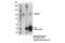 DNA Methyltransferase 3 Beta antibody, 48488S, Cell Signaling Technology, Immunoprecipitation image 