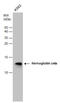 Hemoglobin Subunit Zeta antibody, GTX106483, GeneTex, Western Blot image 