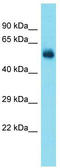 TATA-Box Binding Protein Associated Factor, RNA Polymerase I Subunit A antibody, TA342345, Origene, Western Blot image 