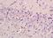 Purinergic Receptor P2Y12 antibody, orb11205, Biorbyt, Immunohistochemistry paraffin image 