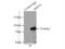 Aryl Hydrocarbon Receptor Nuclear Translocator Like antibody, 14268-1-AP, Proteintech Group, Immunoprecipitation image 