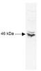 CAMP Responsive Element Binding Protein 1 antibody, R1188, Origene, Western Blot image 