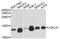 Galectin 1 antibody, orb373088, Biorbyt, Western Blot image 