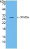 Mitogen-activated protein kinase 7 antibody, MBS2025917, MyBioSource, Western Blot image 