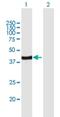 Arfaptin-2 antibody, H00023647-B01P, Novus Biologicals, Western Blot image 