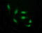 THUMP Domain Containing 1 antibody, LS-C174558, Lifespan Biosciences, Immunofluorescence image 