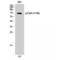 Ezrin antibody, LS-C381007, Lifespan Biosciences, Western Blot image 