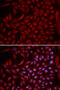 Cullin 5 antibody, 19-621, ProSci, Immunofluorescence image 