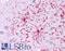 Glutamate Dehydrogenase 1 antibody, LS-B4661, Lifespan Biosciences, Immunohistochemistry paraffin image 