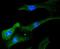 Signal Transducer And Activator Of Transcription 6 antibody, NBP2-67393, Novus Biologicals, Immunofluorescence image 