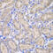 ASPSCR1 Tether For SLC2A4, UBX Domain Containing antibody, 22-973, ProSci, Immunohistochemistry frozen image 