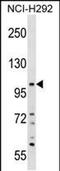 KIAA0969 antibody, PA5-48911, Invitrogen Antibodies, Western Blot image 