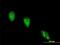Angiopoietin-related protein 7 antibody, H00010218-M04-100ug, Novus Biologicals, Immunocytochemistry image 