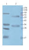 Casein Kinase 1 Delta antibody, orb323030, Biorbyt, Western Blot image 