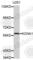 Potassium Voltage-Gated Channel Subfamily A Member 1 antibody, A2992, ABclonal Technology, Western Blot image 