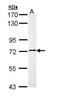 FAST Kinase Domains 3 antibody, PA5-29318, Invitrogen Antibodies, Western Blot image 