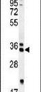 Receptor Accessory Protein 4 antibody, PA5-24474, Invitrogen Antibodies, Western Blot image 