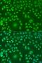 ADP Ribosylation Factor Like GTPase 6 antibody, LS-C750170, Lifespan Biosciences, Immunofluorescence image 