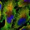Cyclin Dependent Kinase 16 antibody, NBP2-55219, Novus Biologicals, Immunofluorescence image 