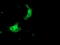 Sorting Nexin 8 antibody, LS-C172370, Lifespan Biosciences, Immunofluorescence image 
