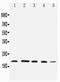 Ubiquitin D antibody, PA5-80201, Invitrogen Antibodies, Western Blot image 