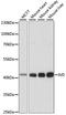 Isovaleryl-CoA dehydrogenase, mitochondrial antibody, LS-C750251, Lifespan Biosciences, Western Blot image 