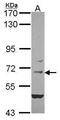 Myelin Associated Glycoprotein antibody, PA5-30087, Invitrogen Antibodies, Western Blot image 