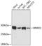 Bromodomain And WD Repeat Domain Containing 1 antibody, A08703, Boster Biological Technology, Western Blot image 