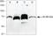 Granulin Precursor antibody, 40-3400, Invitrogen Antibodies, Western Blot image 