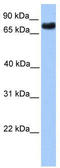 TLE Family Member 2, Transcriptional Corepressor antibody, TA330263, Origene, Western Blot image 