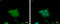Cellular Retinoic Acid Binding Protein 2 antibody, GTX101551, GeneTex, Immunocytochemistry image 