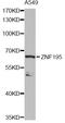Zinc Finger Protein 195 antibody, LS-C749083, Lifespan Biosciences, Western Blot image 