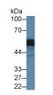 Jumonji Domain Containing 6, Arginine Demethylase And Lysine Hydroxylase antibody, LS-C374273, Lifespan Biosciences, Western Blot image 